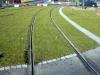 Drainage et végétalisation autour de voies de tramway